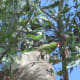 May 20, 2014: 10AM - for once they showed up during full daylight instead of sunrise or sunset. Still at the top of a tall tree, though.