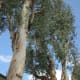 See? Parrot's perched atop the middle tree's main trunk where it's sawed off, a little above the center of the photo.