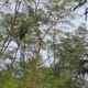 ... and fly away or fly off to camouflage themselves in the jacarandas...