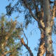 May 17, 2012: Eucalyptus still makes a good roost for a friend. This gives you a bit of a sense of how high up they usually are.