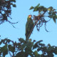 May 17, 2012: Uh oh, they see me!