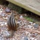 chipmunk-facts