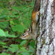 chipmunk-facts