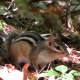 chipmunk-facts
