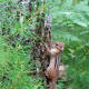 chipmunk-facts