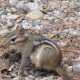 chipmunk-facts