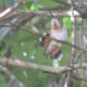 Tail feathers of Rufous Female with band, August, 2010