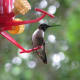 fall-hummingbirds