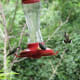 fall-hummingbirds