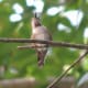 Head and throat patch of Rufous Female with band, August, 2010