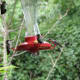 fall-hummingbirds