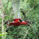 fall-hummingbirds