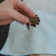 Tail feathers of Rufous Female banded in January, 2006