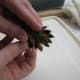 Tail feathers of Rufous Female banded in February, 2010