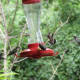 fall-hummingbirds