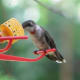 fall-hummingbirds