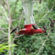 fall-hummingbirds