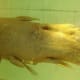 Coelacanth; preserved specimen