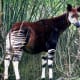 Okapi; live specimen living in Disney's Animal Kingdom