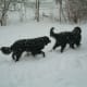Newfs love the snow.