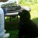 Bruce learning to sit for a treat. Head up Butt down.