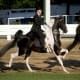 High-stepping, showy gaits are a signature trait of American Saddlebred Horses