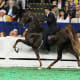 Three time World Champion Courageous Lord performing the rack - one of the five gaits of American Saddlebred Horses