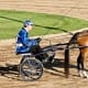 American Saddlebred Horse harnessed to a racing sulky.