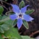 Borage is believed to strengthen heart and limbs