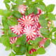Peppermint is a quick acting stimulant.