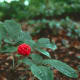 Ginseng improve the efficiency with which your body processes oxygen and increases energy and stamina.