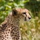 Not all bottlenecks are recent, or caused by Humans. Genetic analysis suggests that the Cheetah went through a bottleneck at the end of the Pleistocene, around 10,000 years ago.