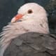 The Mauritius Pink Pigeon. Due to habitat degradation and the introduction of non-native predators such as rats, the population went through a bottleneck of 12 individuals in 1986. Current estimates place the population size at over 470