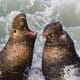 Northern Elephant Seals in California were once hunted nearly to extinction - the species went through a bottleneck of 20 individuals. Bottlenecks have the potential to massively reduce genetic variation.