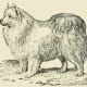 A Pomeranian, bred in the Pomerania Region in Central Europe: North Poland - East Germany.