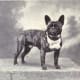 A French Bulldog in 1915.
