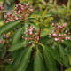 mountain-laurel