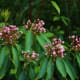 mountain-laurel