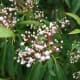 mountain-laurel