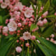 mountain-laurel