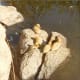 Ducks at Hillside Dams