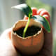 Basic eggshell planter instructions.