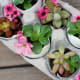 Succulent eggshell arrangement