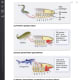 You can often enlarge the images by tapping on the picture on your iPad.