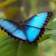 Big Blue Butterfly