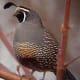 Californian Bird