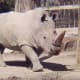 White Rhinoceros