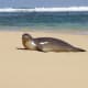 Monk Seal