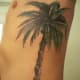 palm-tree-tattoos-and-designs-palm-tree-tattoo-meanings-and-ideas-palm-tree-tattoo-pictures