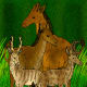 Comparison of Palaeotragus with two species of Climacoceras (in the foreground).